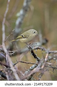Ruby-crowned kinglets are tiny songbirds with relatively large heads, almost no neck, and thin tails. They have very small, thin, straight bills. These are restless, acrobatic bird