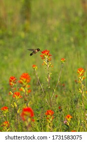 Ruby-throated Hummingbird (Archilochus colubris) Feeds on Castilleja Wildflower Summer - wild