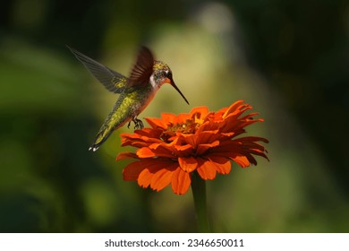 The ruby-throated hummingbird (Archilochus colubris) is a species of hummingbird that generally spends the winter in Central America, Mexico, and Florida, and migrates to Canada and other parts of Eas