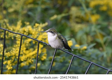 Ruby-throated hummingbird bird, perched on metal railing with yellow flowers in the background, female, green and white, migratory bird - Powered by Shutterstock