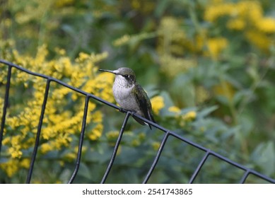 Ruby-throated hummingbird bird, perched on metal railing with yellow flowers in the background, female, green and white, migratory bird - Powered by Shutterstock