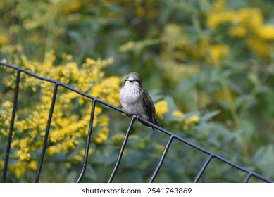 Ruby-throated hummingbird bird, perched on metal railing with yellow flowers in the background, female, green and white, migratory bird - Powered by Shutterstock