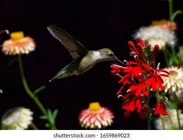 Ruby-throated Hummingbird Feeding On Cardinal Flower