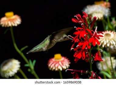 Ruby-throated Hummingbird Feeding On Cardinal Flower