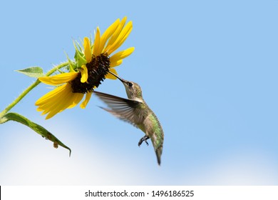 Ruby-throated Hummingbird feeding on a Sunflower in flight