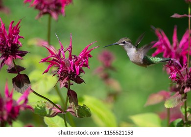 A Ruby-throated Hummingbird Flying Near A Bee Balm Plant