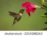 A ruby-throated hummingbird gathering nectar from petunias.