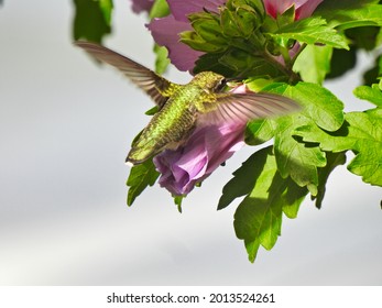 Ruby-Throated Hummingbird Gathers Nectar While Hovering Over Purple Hibiscus Bloom