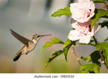 Ruby-throated Hummingbird hovering