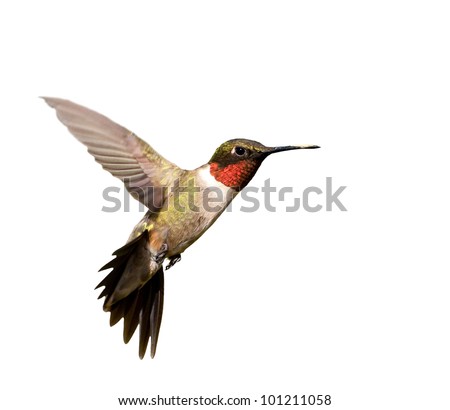 Ruby-throated Hummingbird male in flight; isolated on white