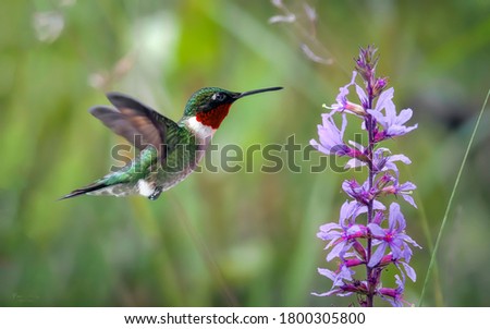 A Ruby-Throated Hummingbird Male at a Wild Flower