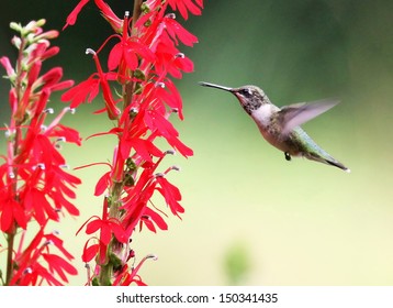  Ruby-throated Hummingbird On A Cardinal Flower