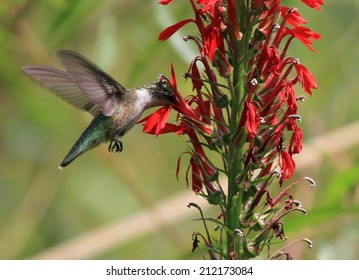 Ruby-throated Hummingbird On A Cardinal Flower