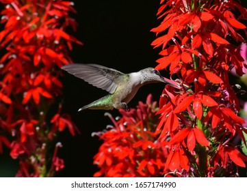 Ruby-throated Hummingbird On Feeding On Cardinal Flower