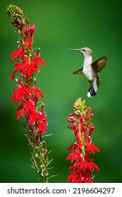 Ruby-throated Hummingbird (rchilochus Colubris) Feeding On A Cardinal Flower (Lobelia Cardinalis).