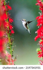 Ruby-throated Hummingbird (rchilochus Colubris) Feeding On A Cardinal Flower (Lobelia Cardinalis).