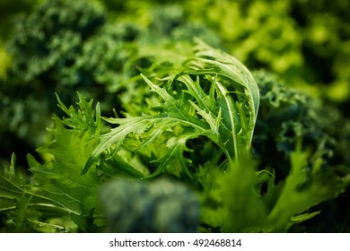 Rucola Or Rocket Salad