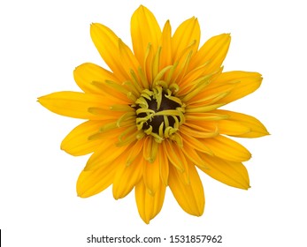 Image result for flowers against white background
