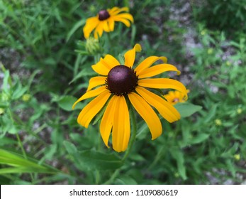 Rudbeckia American Gold Rush 