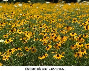 Rudbeckia American Gold Rush Field 2