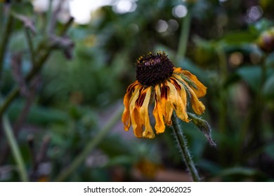 Rudbeckia Denver Daisy flower fading in an outdoor space. - Shutterstock ID 2042062025