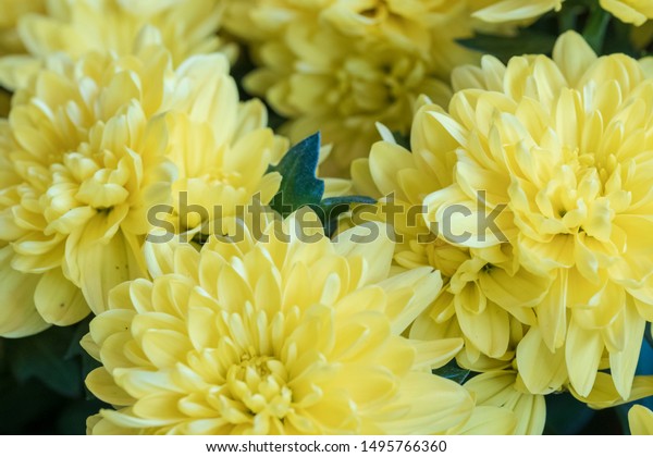 Rudbeckia Flower Golden Ball Light Yellow Stock Photo Edit Now