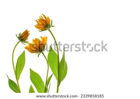 Rudbeckia flowers on a white background. Floral composition with yellow flowers.