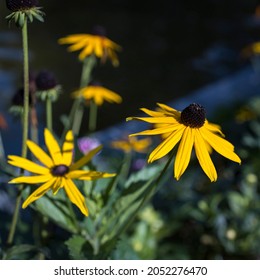 Goldsturm の画像 写真素材 ベクター画像 Shutterstock