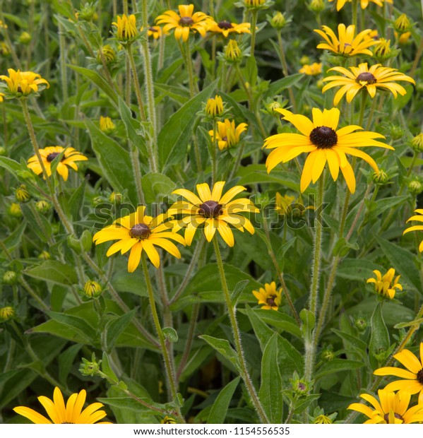 Rudbeckia Fulgida Var Deamii Coneflower Black Stock Photo - 