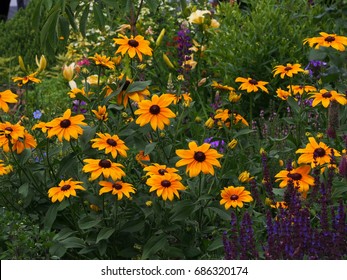 Rudbeckia Hirta - Black-eyed-Susan 