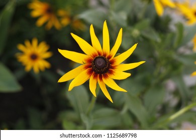 Rudbeckia Hirta Flower On A Meadow.