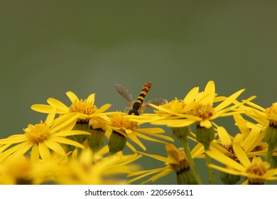 Rudbeckia Hirta Flower A Wasp  On 