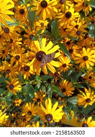 Rudbeckia hirta 'Goldilocks' (Black-Eyed Susan) with a horace's duskywing on top of it