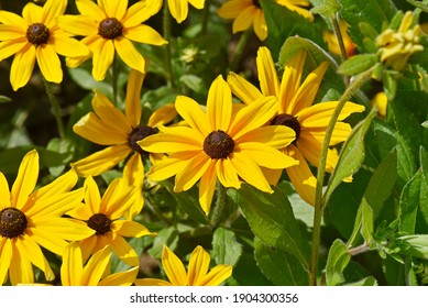 Rudbeckia hirta 'Indian Summer' (Black-Eyed Susan)