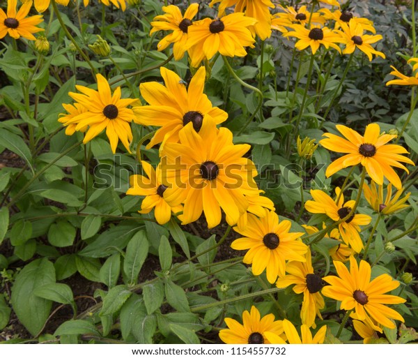 Rudbeckia Hirta Indian Summer Coneflower Black Stock Photo - 