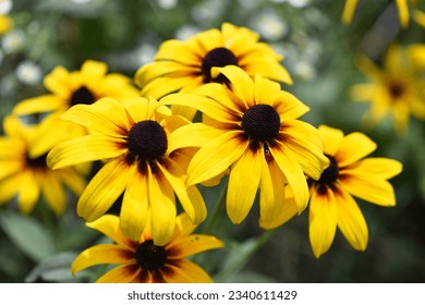 Rudbeckia Hirta. wild flower in nature. beautiful yellow flowers. floral background. big spring or summer flower. Rudbeckia hirta, Marmelade, is a nice garden plant