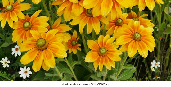 Rudbeckia Hirta, Yellow Flowers