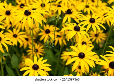 Rudbeckia plants, the Asteraceae yellow and brown flowers, common names of coneflowers and black eyed susans. Positive and happy feeling in spring given by flowers.
