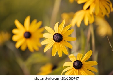 Rudbeckia with yellow flowers blooms in the garden