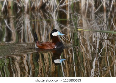 198 Upright duck Images, Stock Photos & Vectors | Shutterstock