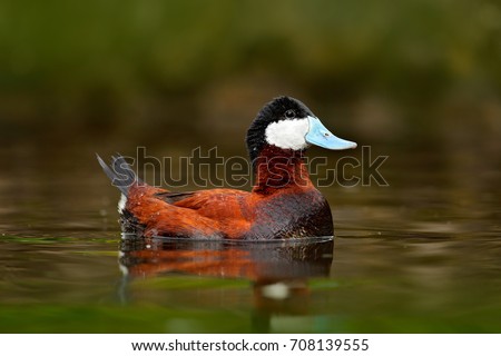 Ruddy Duck, Oxyura jamaicensis, with beautiful green coloured water surface. Male of brown duck with blue bill. Wildlife scene from nature, Mexico.