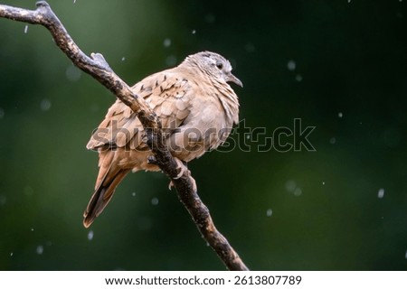 A ruddy ground-dove perched on a branch under rain. Species Columbina talpacoti also know as Rolinha. Animal world. Birdwatching. Birding. Bird lover