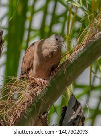 Ruddy Ground-Dove perched on the Palm Tree (Rolinha Roxa / Columbina talpacoti) - Shutterstock ID 1407302093