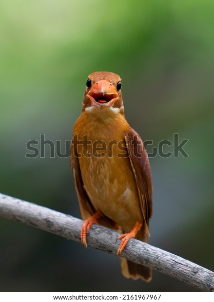 Ruddy\
Kingfisher bird is smiling to\
photographer