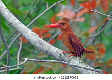 Ruddy Kingfisher (migratory Bird) In Malaysia Mangroves Forest 2022