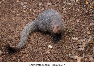 Ruddy Mongoose, Herpestes Smithii.