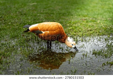 Ruddy Shelduck Drinking From Puddle, Clear Reflection And Gentle Ripples, Soggy Grass Edge With Wet Surface, Lowangle Composition Capturing Drinking