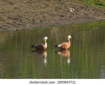 Ruddy Shelduck Is The Perfect Example Of Love. They Never Sepreate With Each Other.