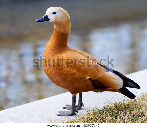 Ruddy\
Shelduck. Ruddy Shelduck, or red duck (lat. Tadorna ferruginea)\
waterfowl family of ducks, similar to the common. The bird has a\
orange-brown plumage with a lighter head. \
