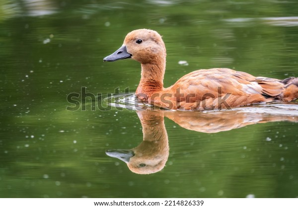 Ruddy
Shelduck, or red duck, lat. Tadorna ferruginea, swimming on a lake.
It is waterfowl family of ducks, similar to the common. The bird
has a orange-brown plumage with a lighter
head.